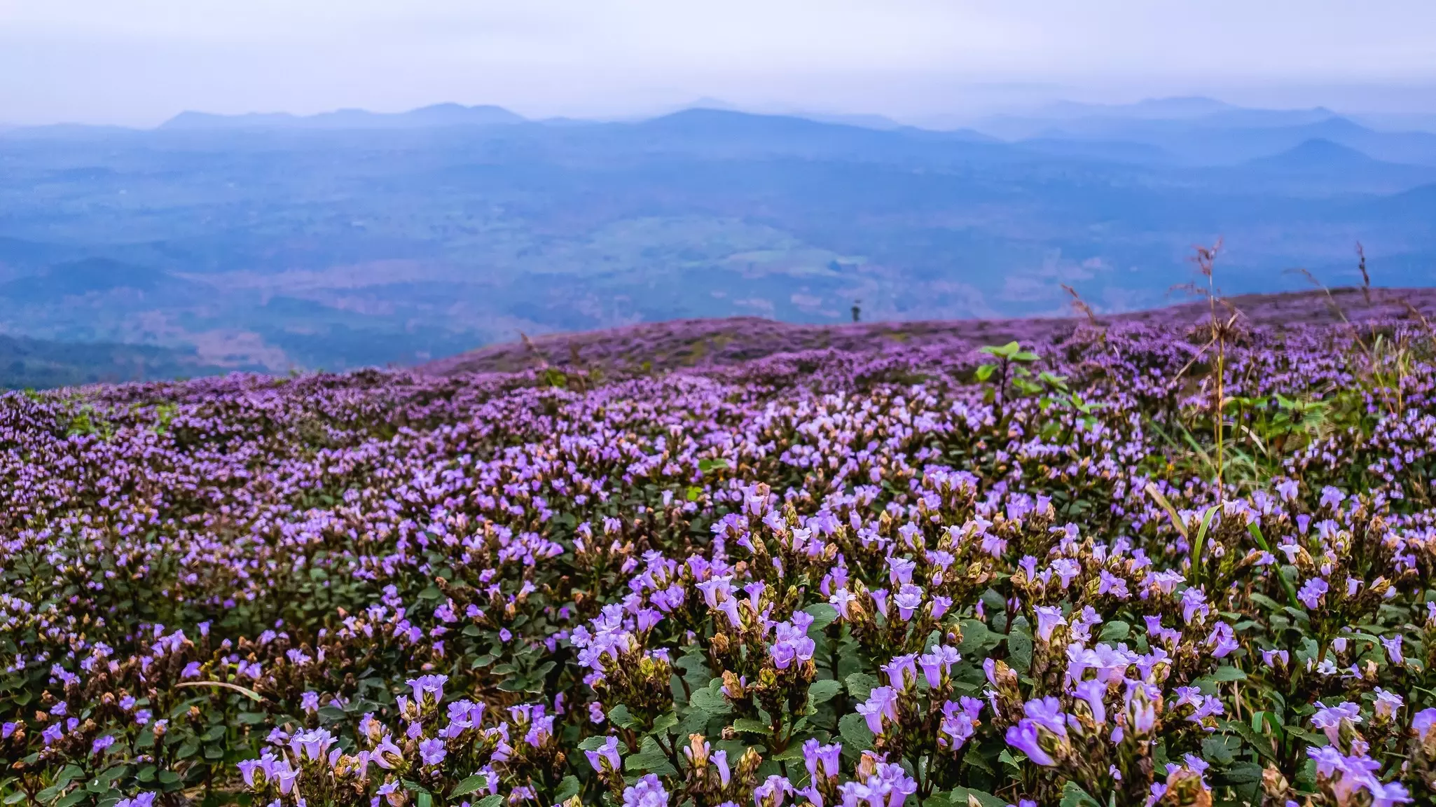 Blooming purple flowers on a hilly meadow