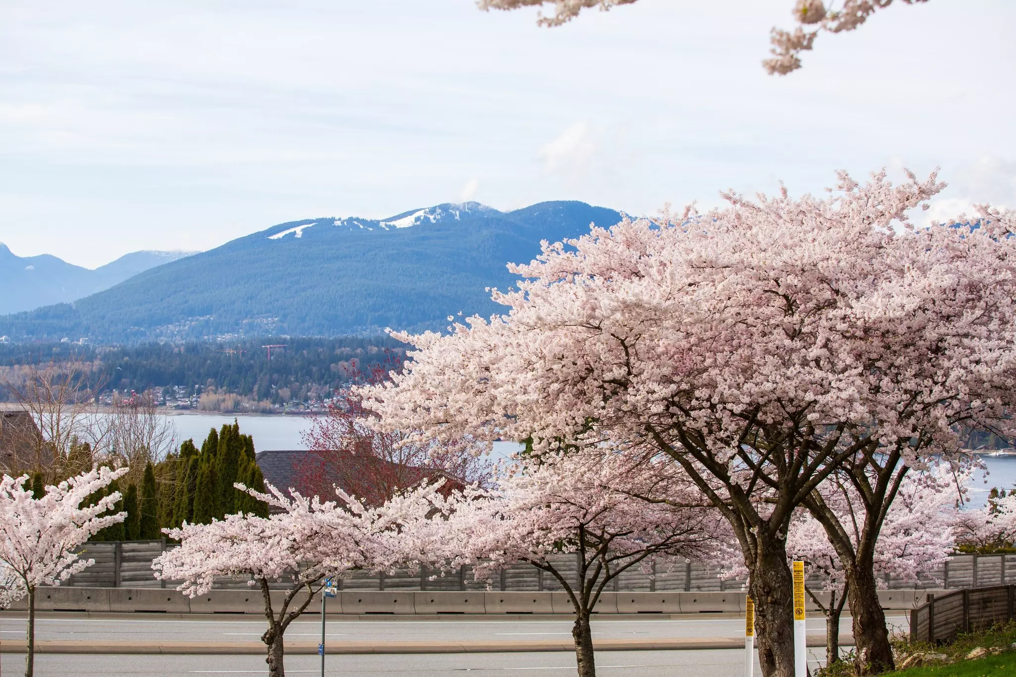 Cherry blossom trees are in bloom by a road in a city. Mountains are visible across an inlet in the distance.