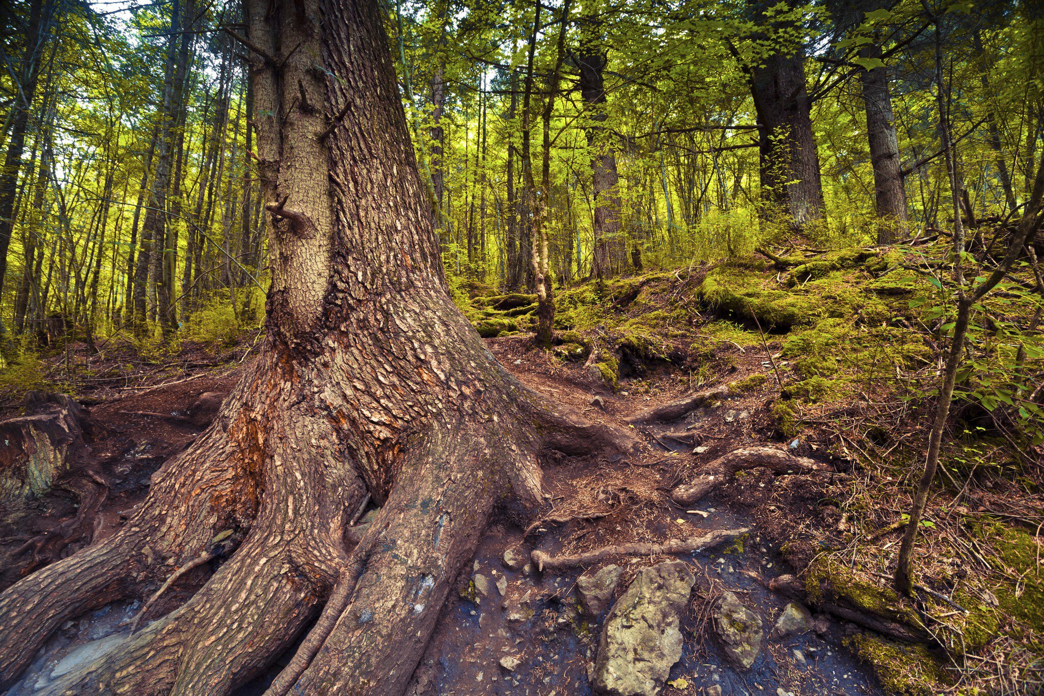 old beech tree