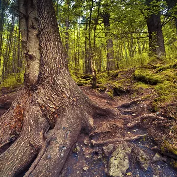old beech tree