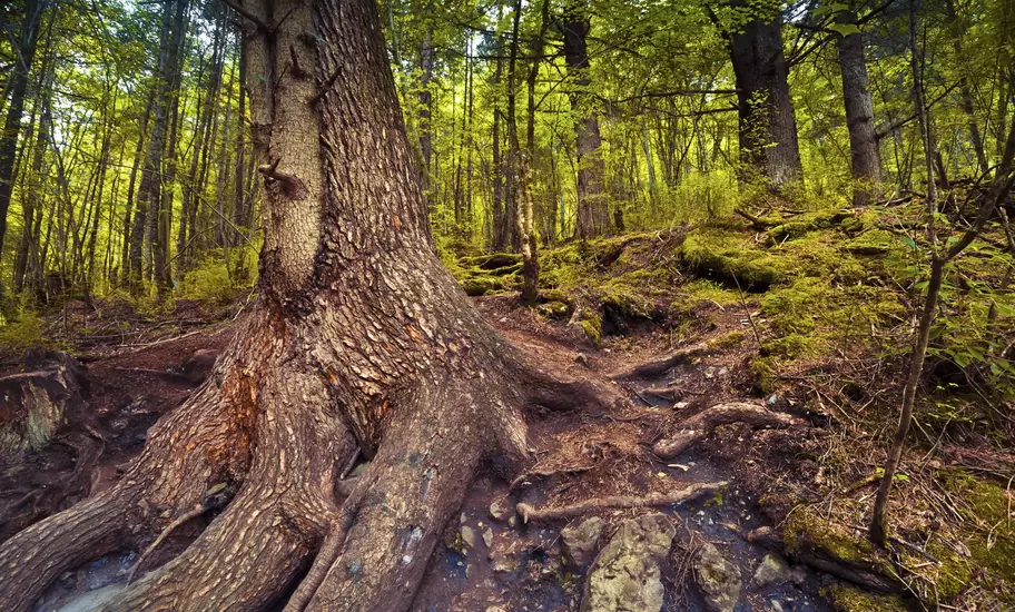 Huge gnarled tree trunk with exposed roots beside a rocky path through dense green woodland with mossy banks