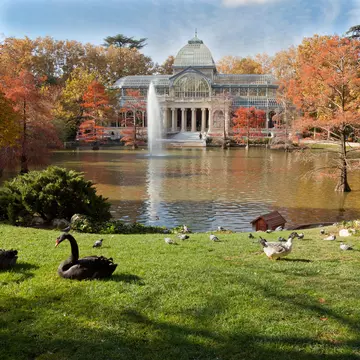 Crystal Palace in Retiro Park, Madrid, Spain
184936225
Capital Cities, People Traveling, Building Exterior, European Union, Crystal Palace - Location, Greenhouse, Color Image, History, Tranquil Scene, Spanish Culture, Cultures, Famous Place, Architecture, Travel Destinations, Outdoors, Horizontal, Parque Del Buen Retiro, Madrid, Spain, Southern Europe, Europe, Tree, Swan, Duck, Day, Autumn, Park - Man Made Space, Palace, Mansion, Mediterranean Culture, Nature, Architecture And Buildings, Monuments