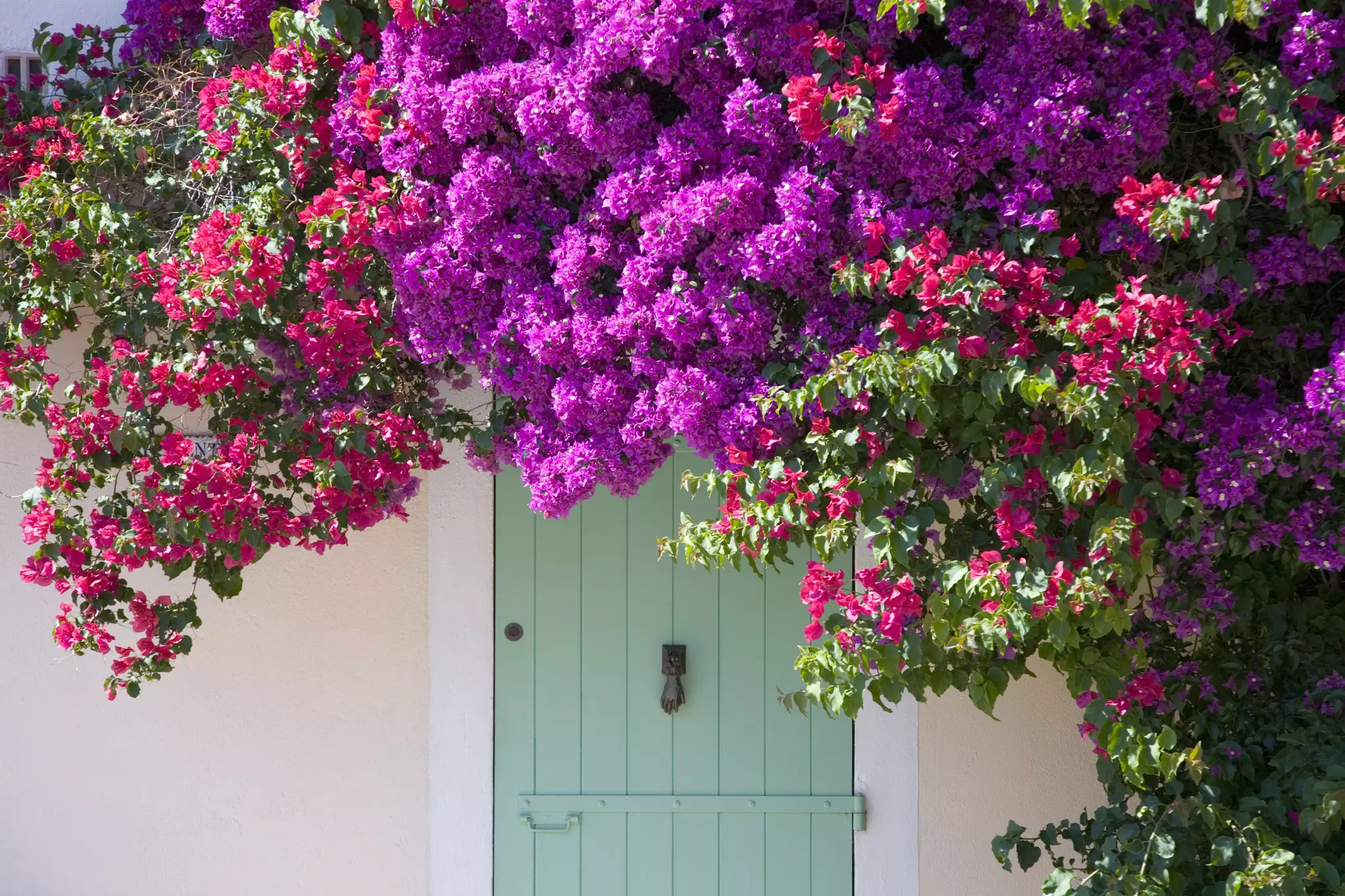 Flowers frame a doorway on the island of Porquerolles in the Iles d'Hyeres, France.
