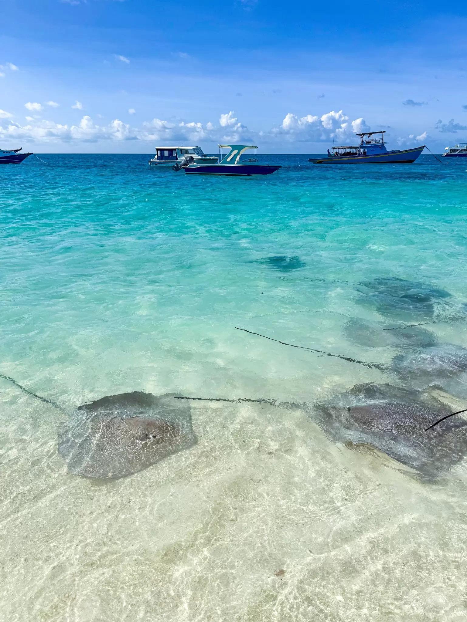 A group of sting rays gather near the sandy shores in the shallow turquoise waters of Fulidhoo, Maldives