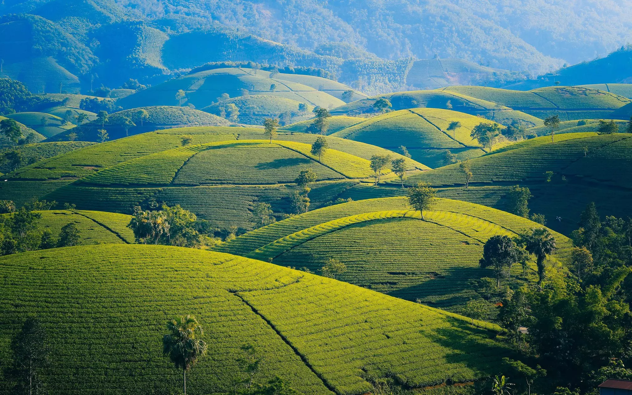 A view of hills with tea plantations, with palm trees rising occasionally from the fields and mountains rising in the background.