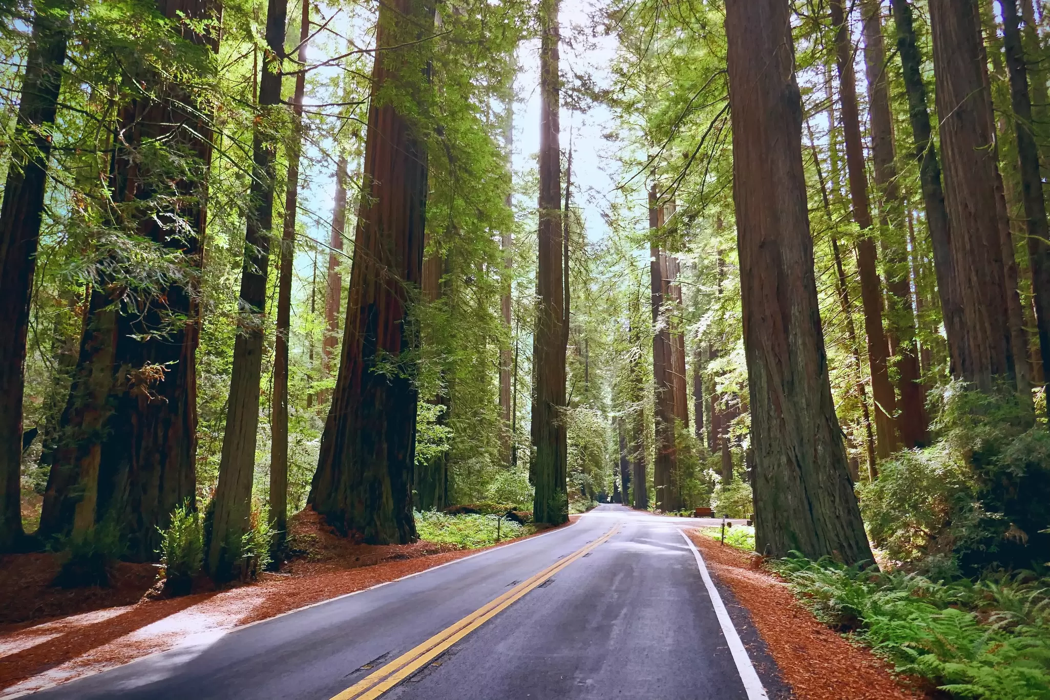 The Avenue of the Giants in Humboldt Redwoods State Park. SophonK/Getty Images