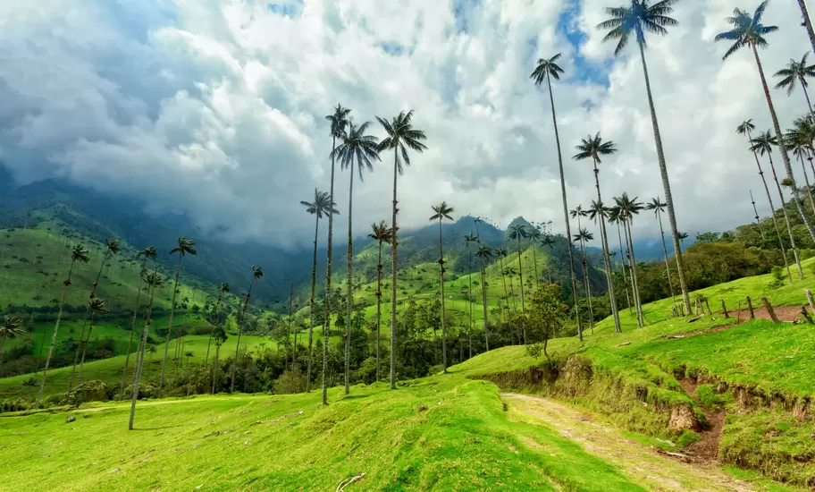 View of a green pasture in the Cocora Valley near Salento, Colombia.