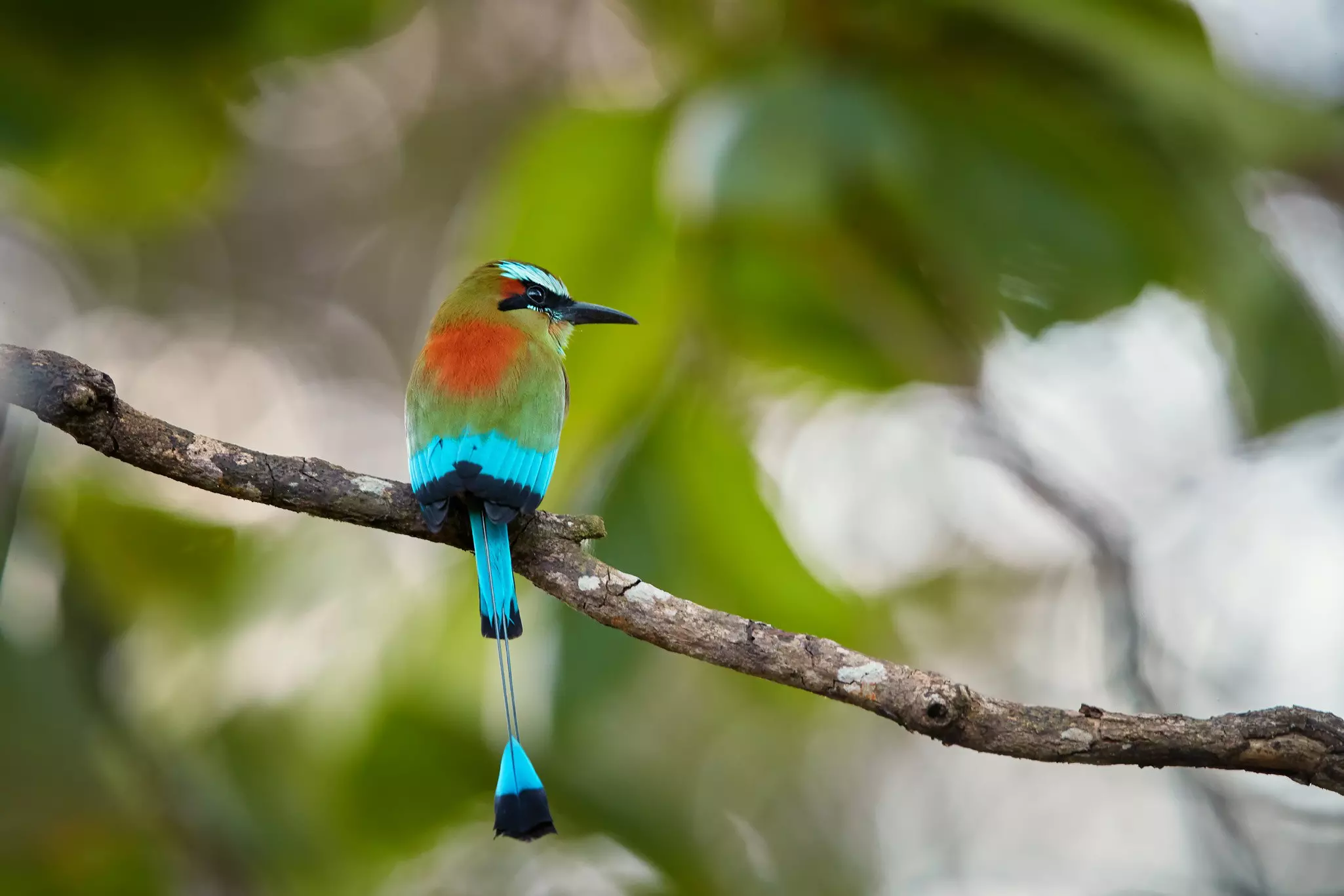 A turquoise-browed bird with a green and red marking on its back on a branch in a forest.