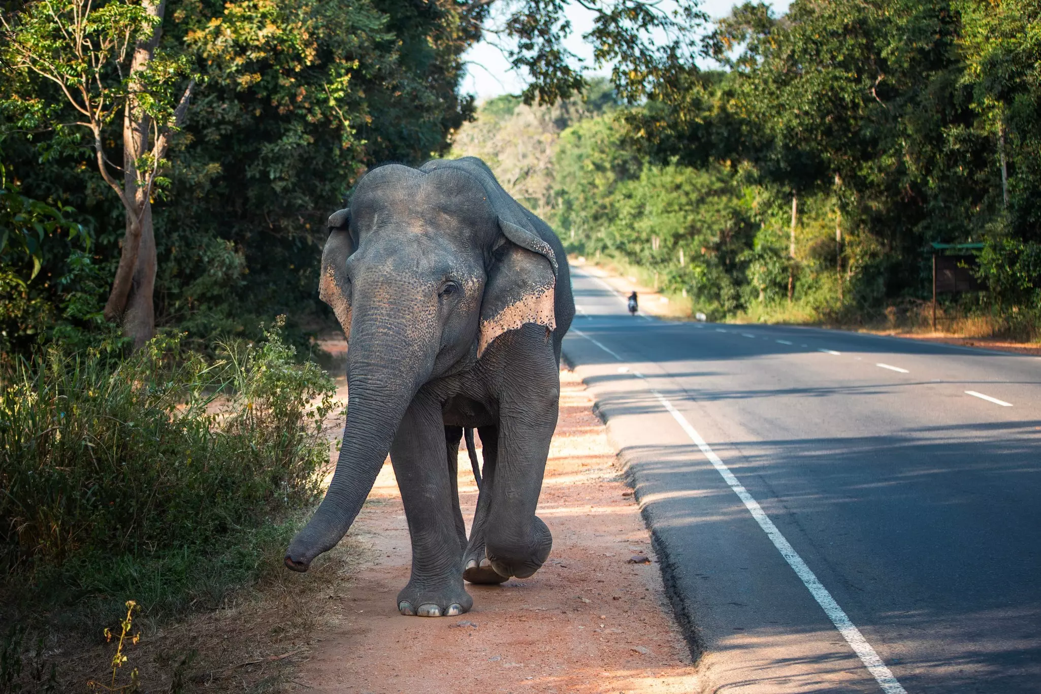 An elephant walks along the side of a paved road in the countryside. A motorbike is seen on the road in the distance.