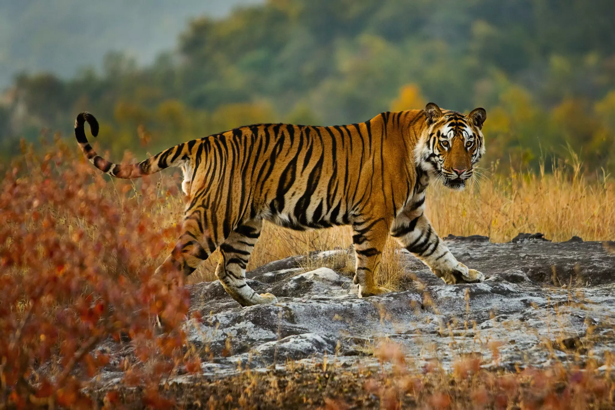 A large tiger walking over rocks in Bandhavgarh National Park, Madhya Pradesh, India.