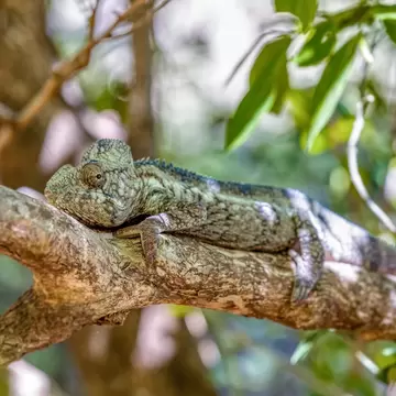 A large mottled green and grey chameleon resting lengthways along a sunlit branch, blurred foliage behind.