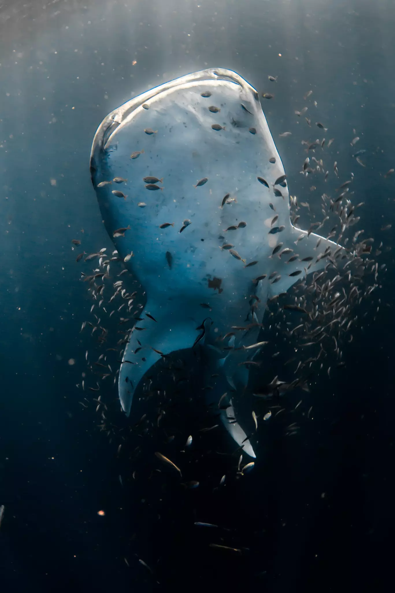 Swim with whale sharks at Ningaloo Reef. indianoceanimagery / Getty Images