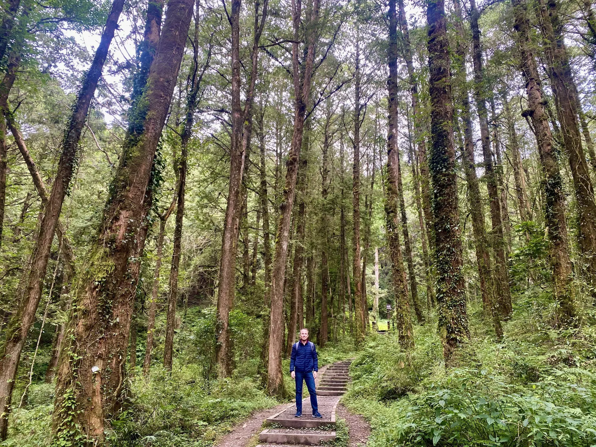 Towering trees and hiking trails are just steps from the station in Alishan Forest © Brian Healy