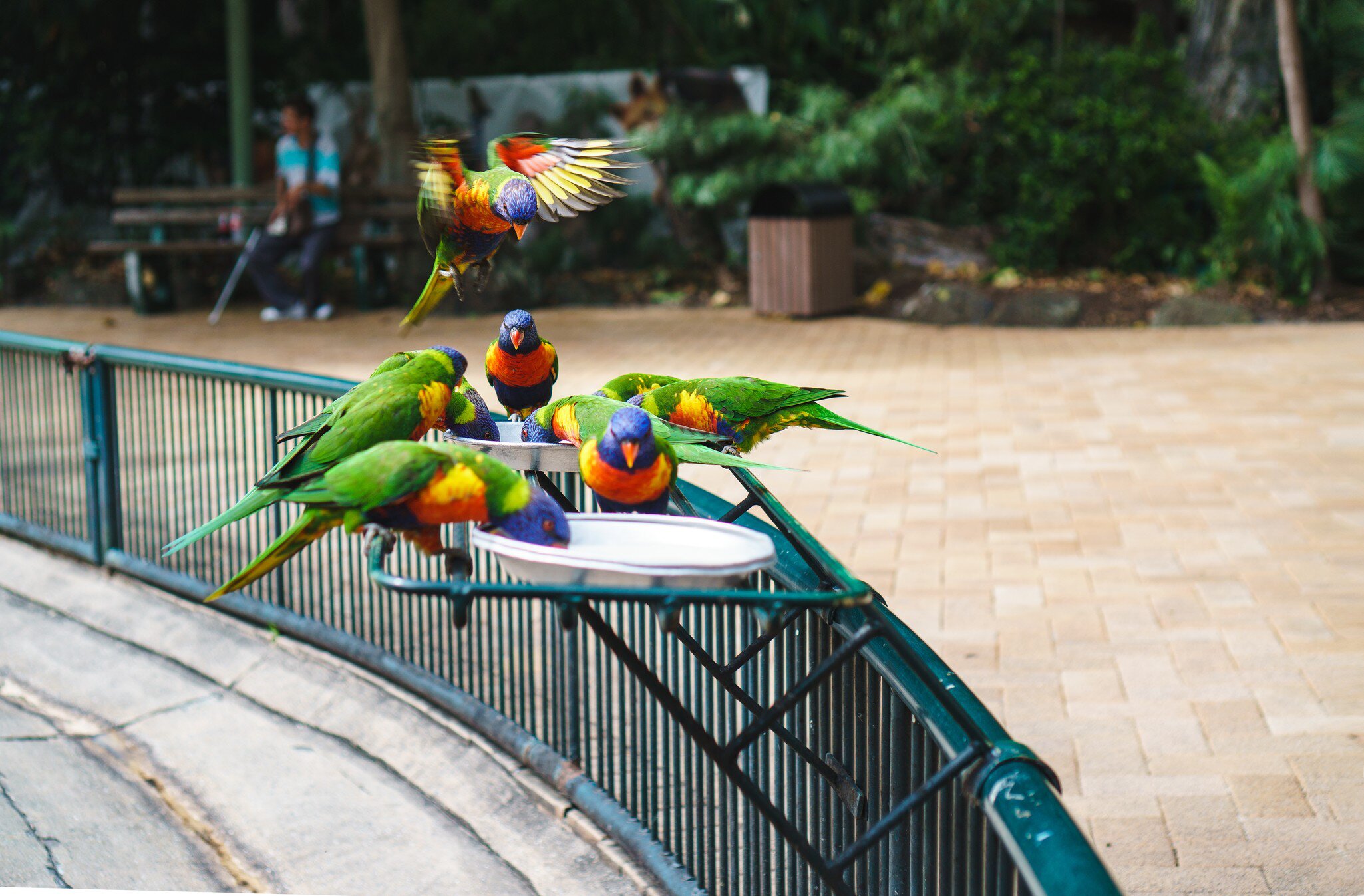 Rainbow lorikeets (Trichoglossus haematodus) at Currumbin Wildlife Sanctuary.