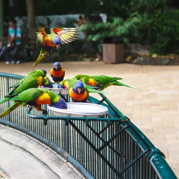 Rainbow lorikeets (Trichoglossus haematodus) at Currumbin Wildlife Sanctuary.