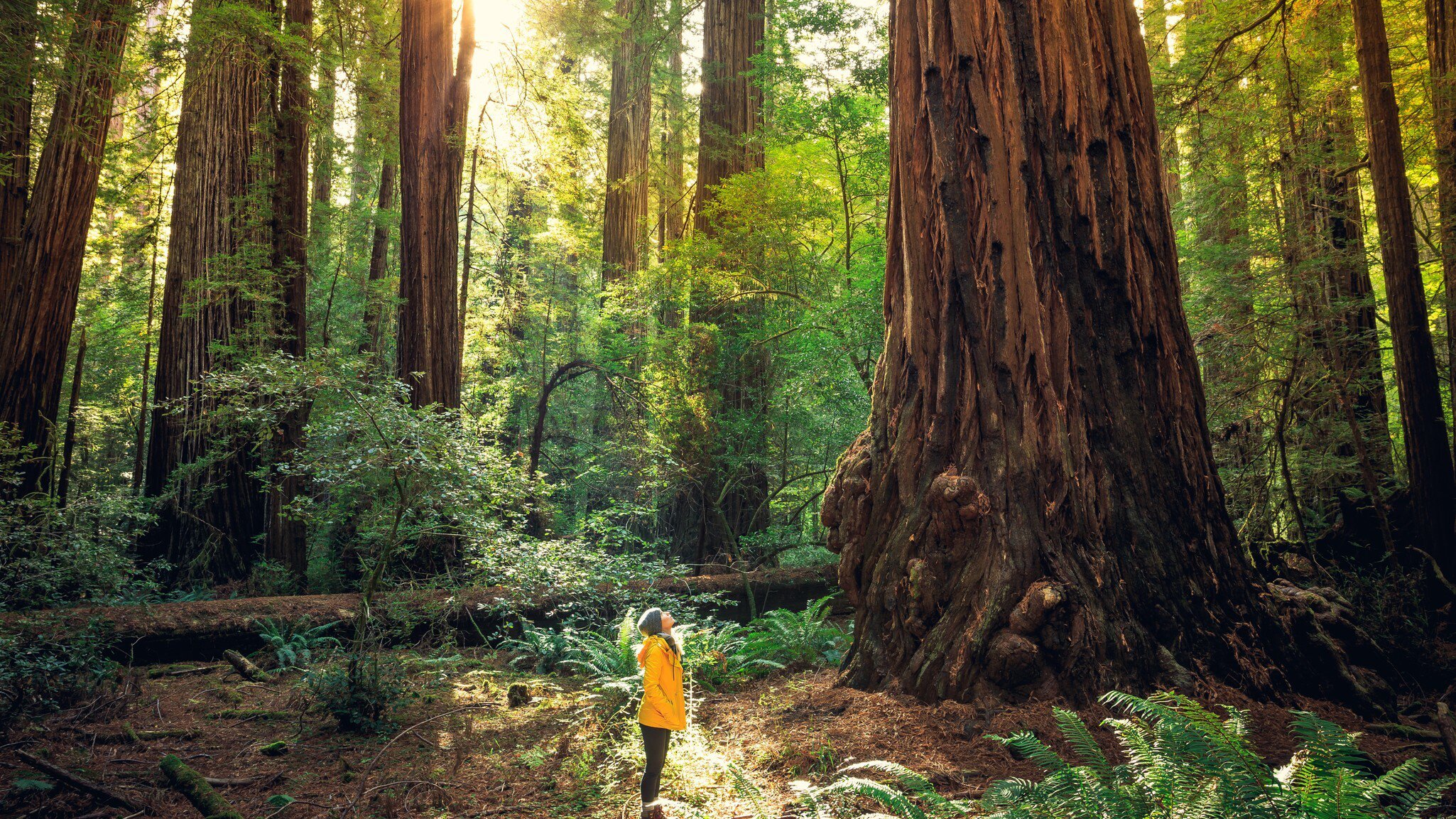 Sunrise in Redwood National Park, California.