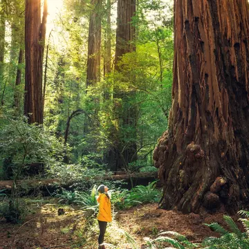 Sunrise in Redwood National Park, California.