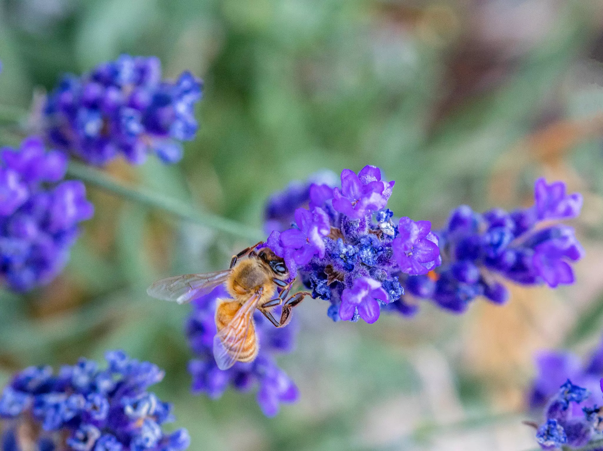 A fluffy bee gathers pollen from a purple lavender flower.