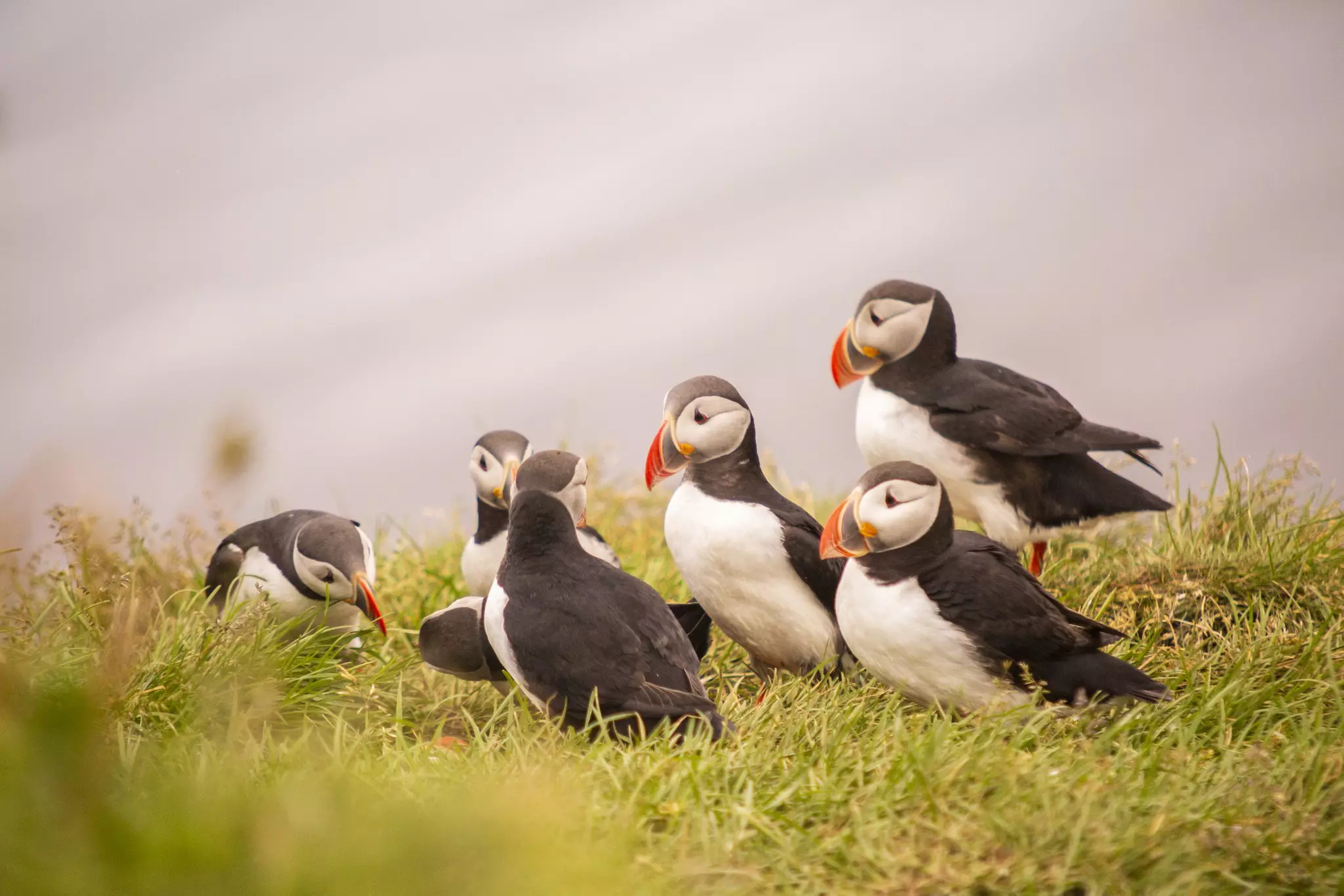 See puffins nesting in burrows near Borgarfjörður Eystri each summer © Giacomo Augugliaro / Getty Images