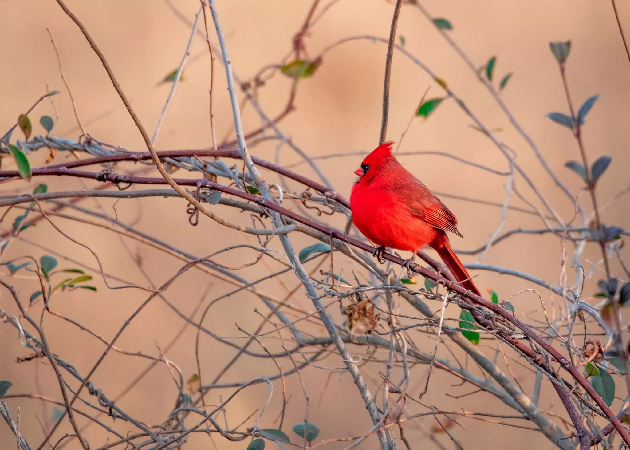 The Cardinal, one of the birds viewers can see on trails in different parts of the state © Alabama Tourism Department