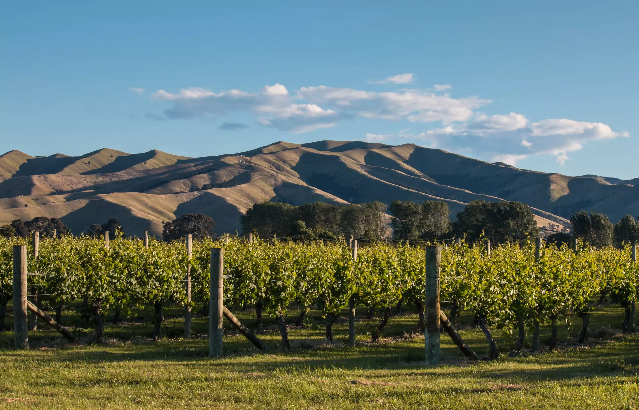 Green grapevines in strong afternoon light; dry hills are in the background.