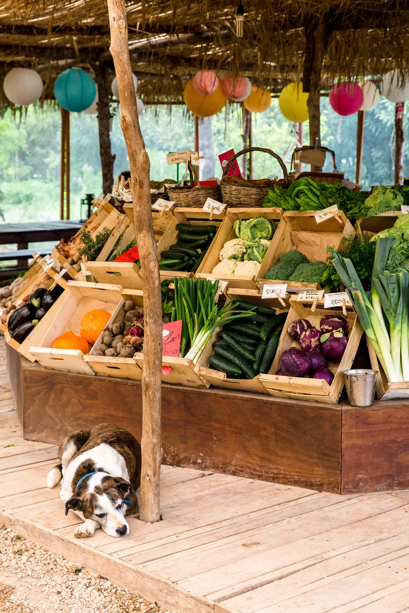 Dog lying near a vegetable stand in a colorful market