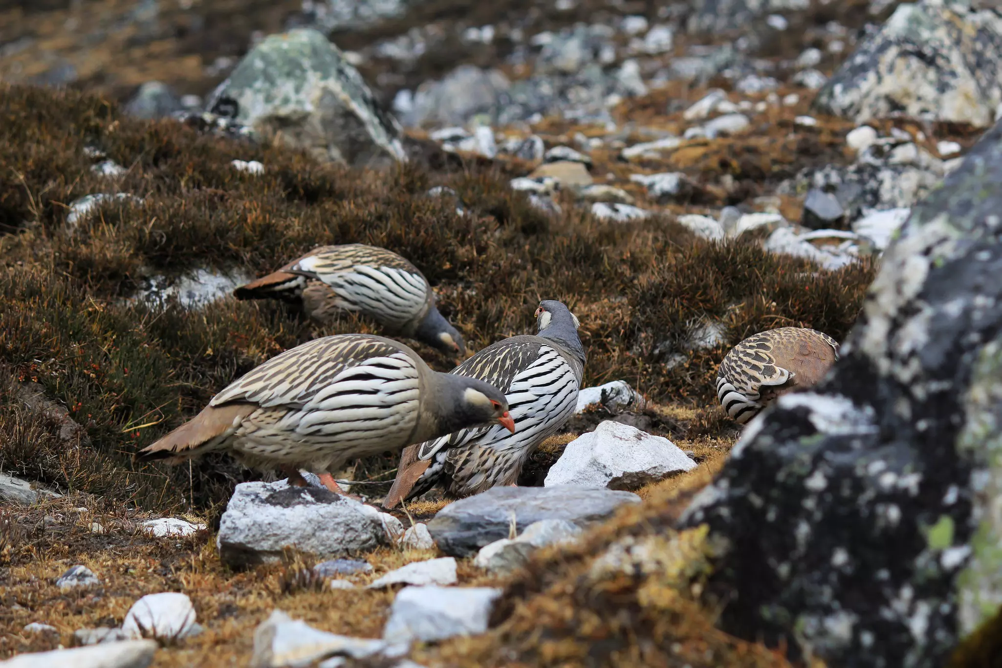 A group of striped, pheasant-like birds on a rocky hillside.