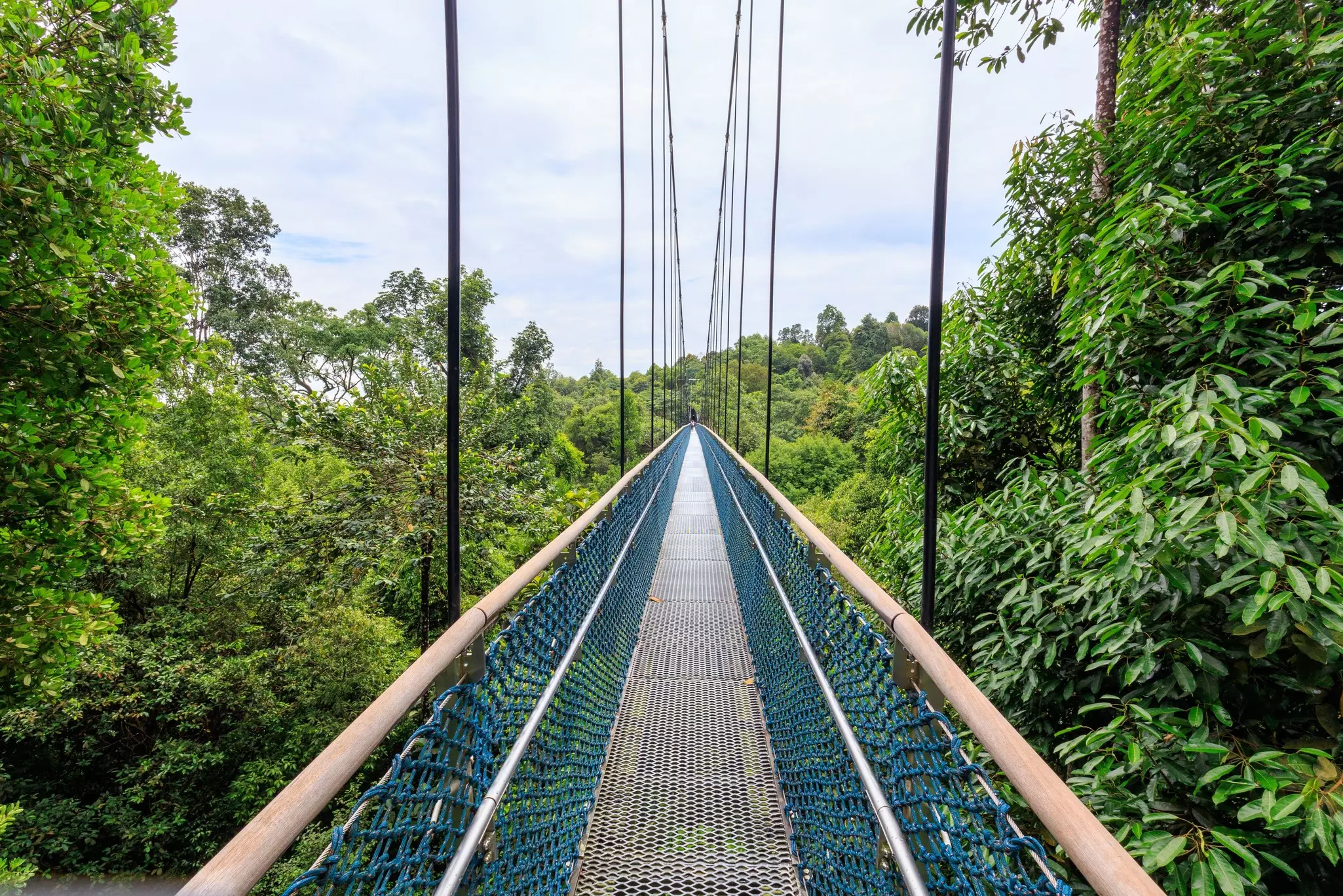 A narrow suspension bridge with a walkway crosses the canopy of a tropical forest.