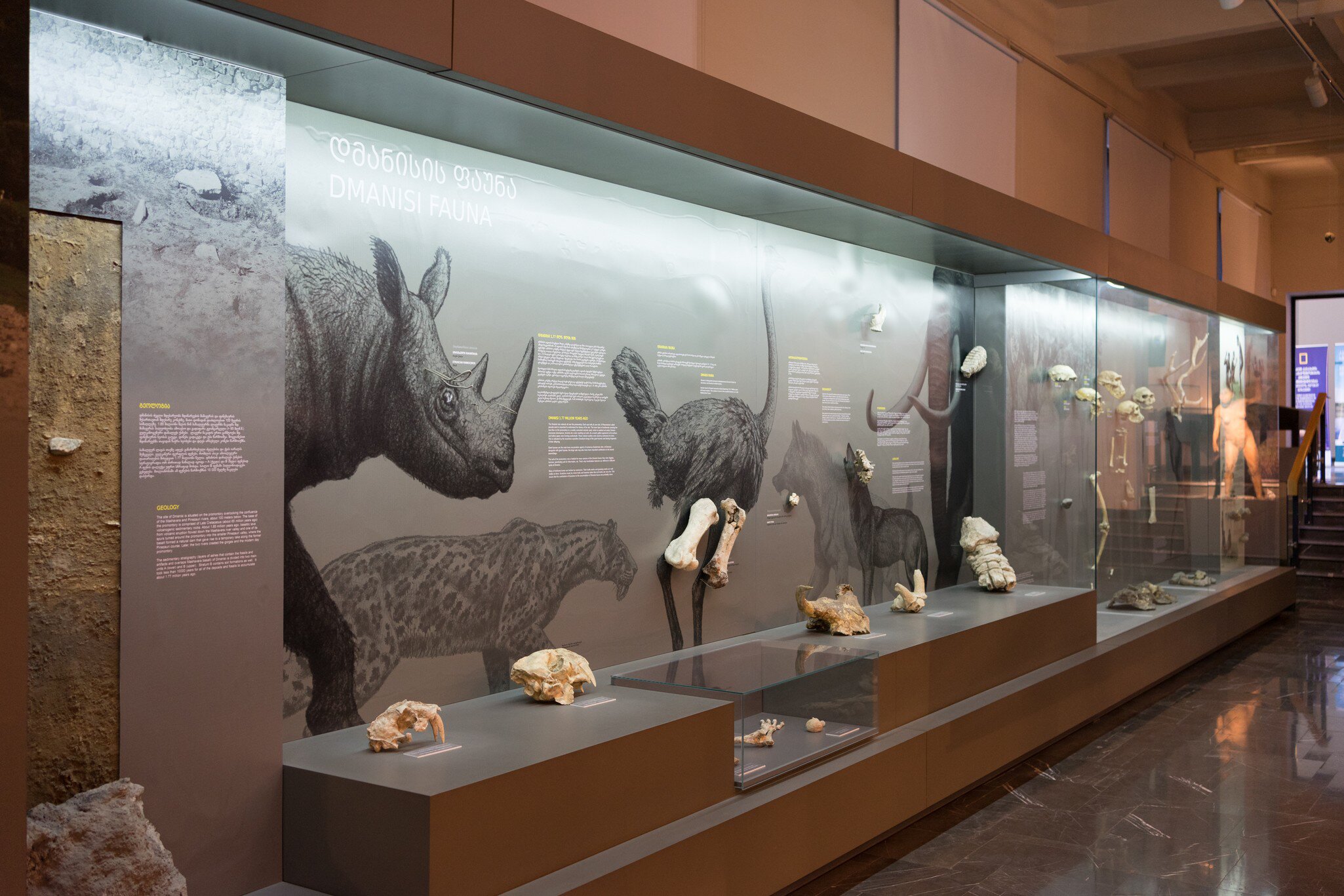 A long lit display case of fossil skulls and bones set against a wall-length illustration of a rhinoceros, sabre-toothed cat and giant ostrich.