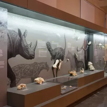 A long lit display case of fossil skulls and bones set against a wall-length illustration of a rhinoceros, sabre-toothed cat and giant ostrich.