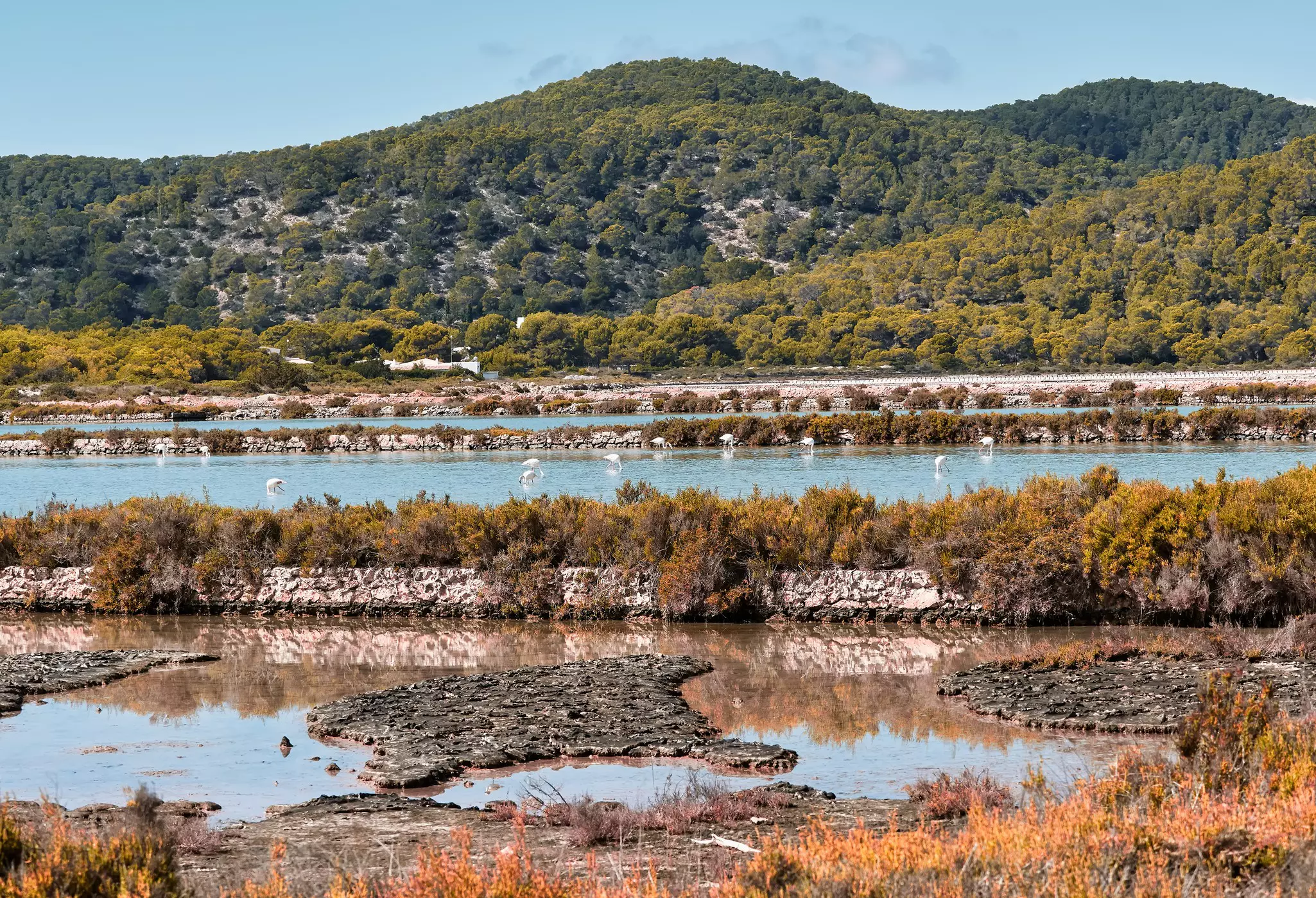 A wetlands nature reserve where white flamingos gather