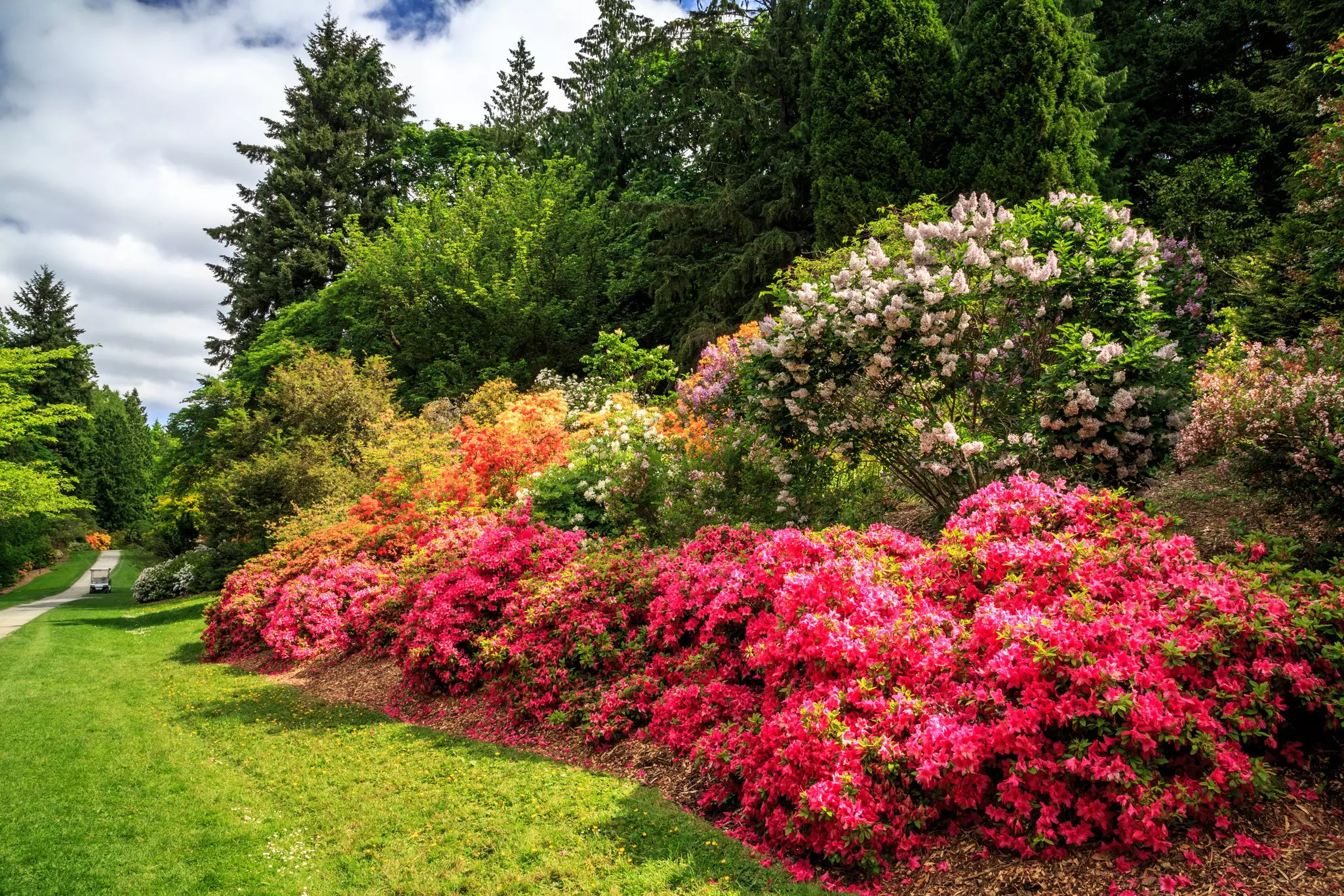 Bright pink flowers among greenery and trees