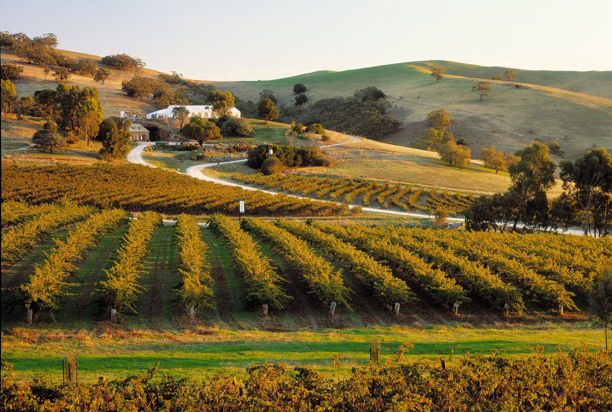 Vineyards in the Barossa Valley