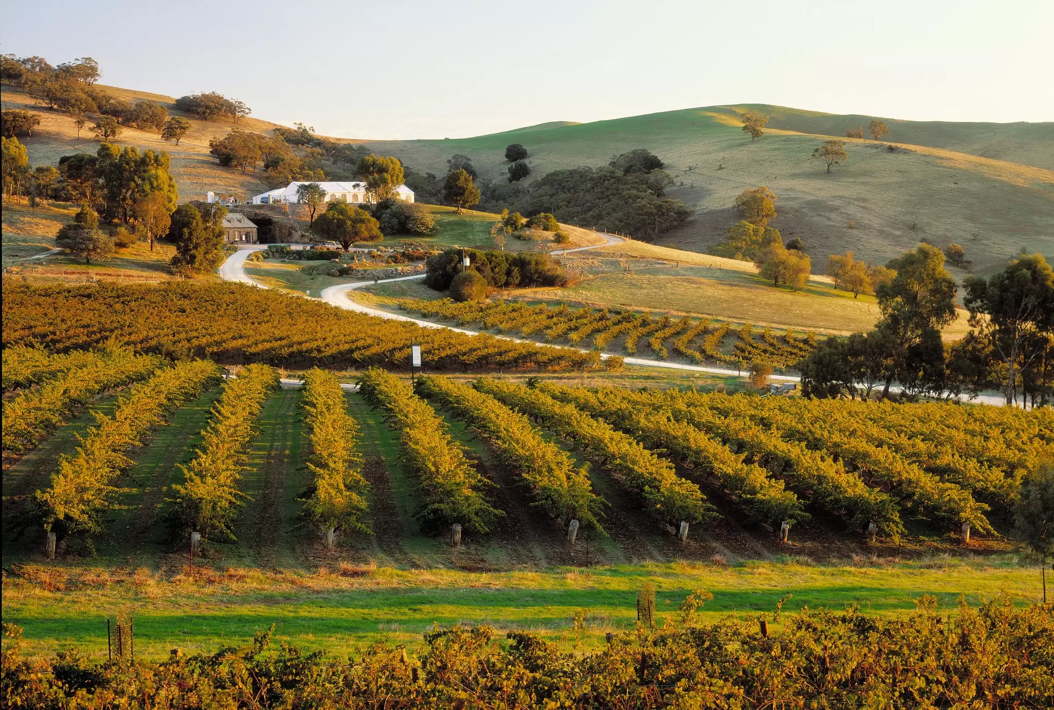 Vineyards in the Barossa Valley