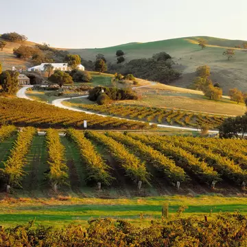 Vineyards in the Barossa Valley