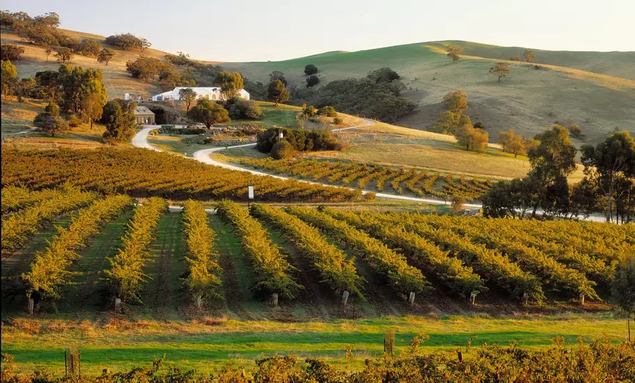 Vineyards in the Barossa Valley