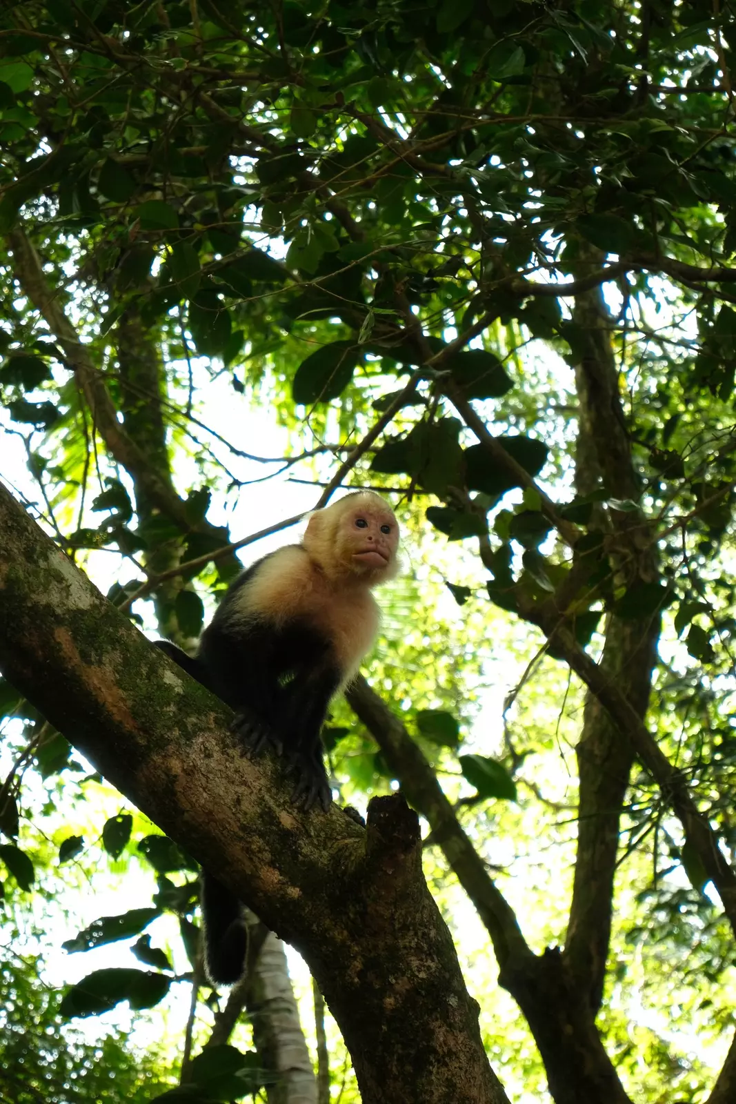 A monkey sits on a tree brand surrounded by leaves