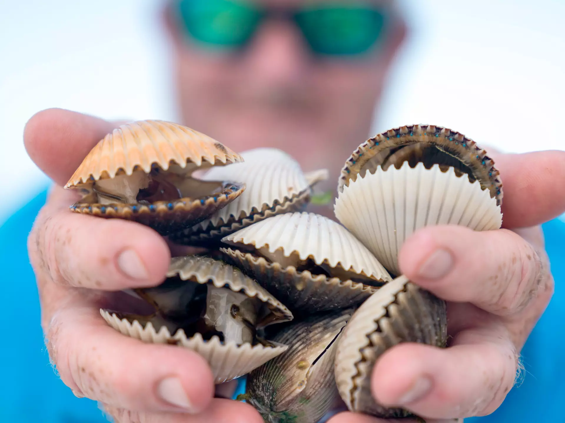 A man holding two handfulls of scallops in Florida