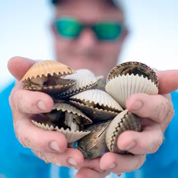 A man holding two handfulls of scallops in Florida