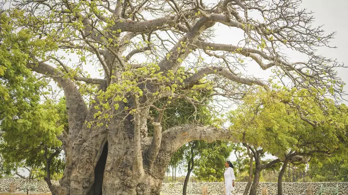 Lonely Planet Magazine, Issue 120, December 2018, Sri Lanka
A woman walks in front of a Baobab tree on Delft.