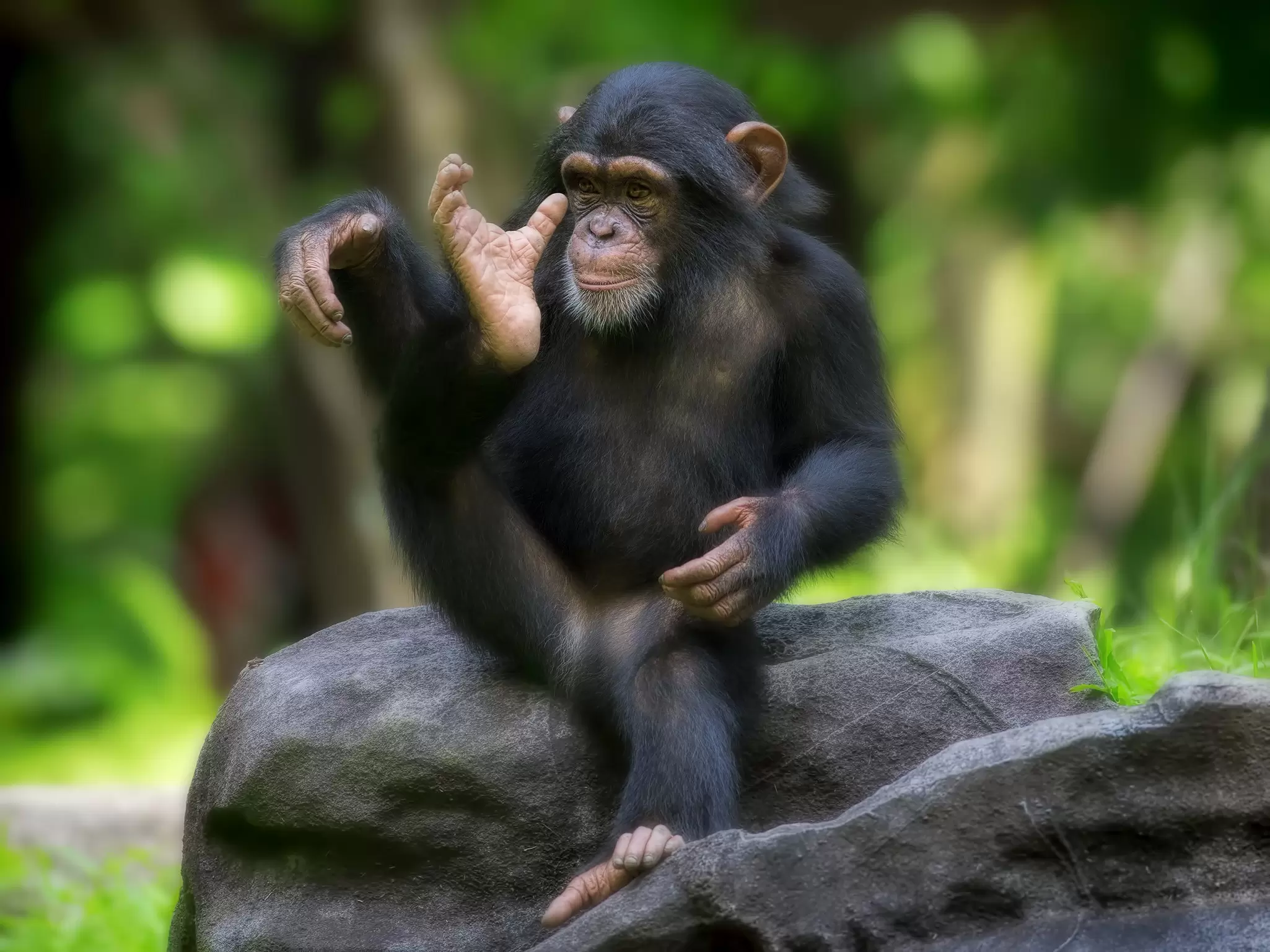 A chimpanzee in Gishwati-Mukura National Park, Rwanda