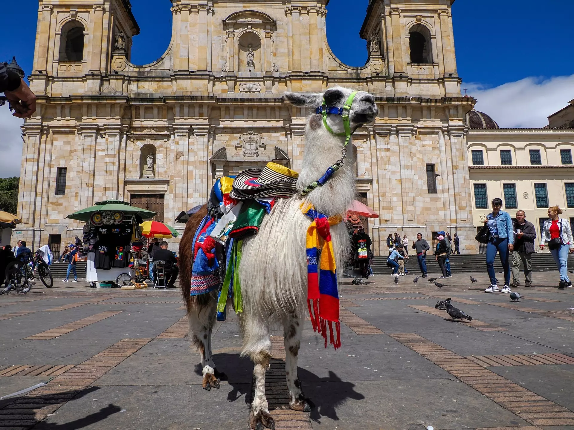 An alpaca carries hats, scarves and other souvenirs for sale in a public plaza in a city in front of a church.