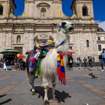An alpaca carries hats, scarves and other souvenirs for sale in a public plaza in a city in front of a church.