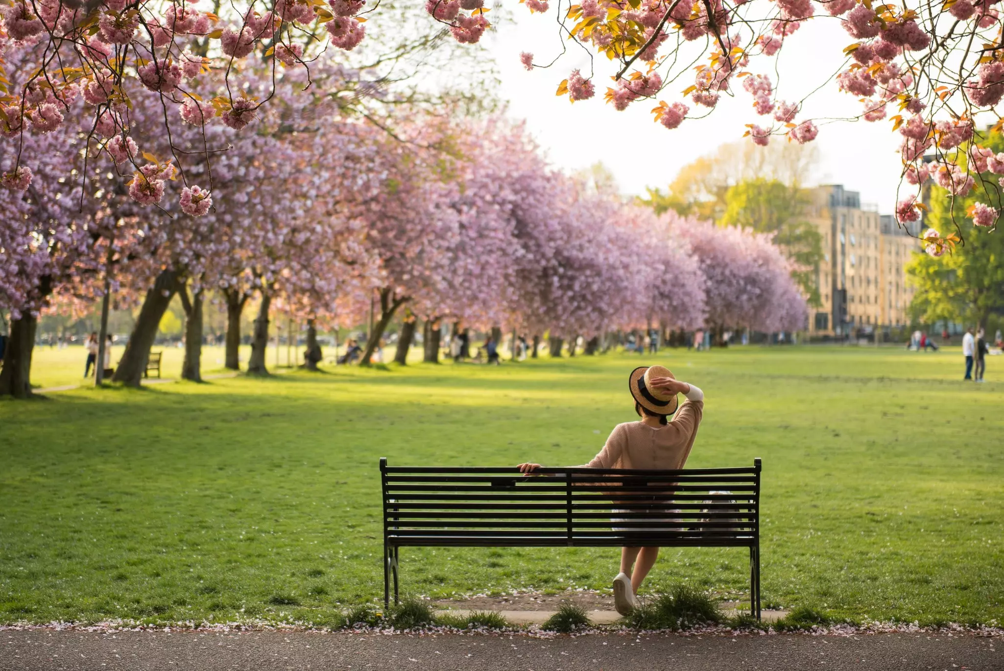 A woman on a bench in the Meadows in Edinburgh, Scotland, with cherry blossom behind.