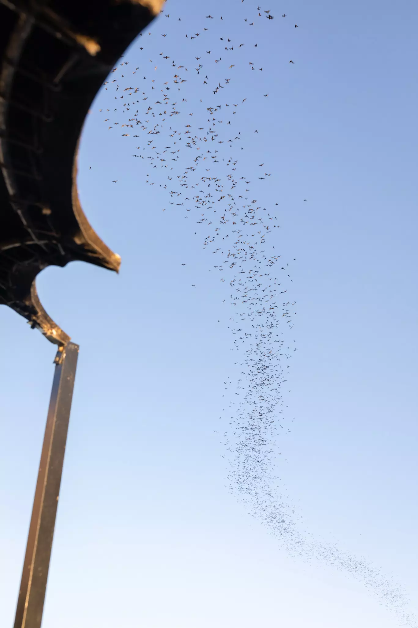 A funnel of bats rising into a faded blue sky