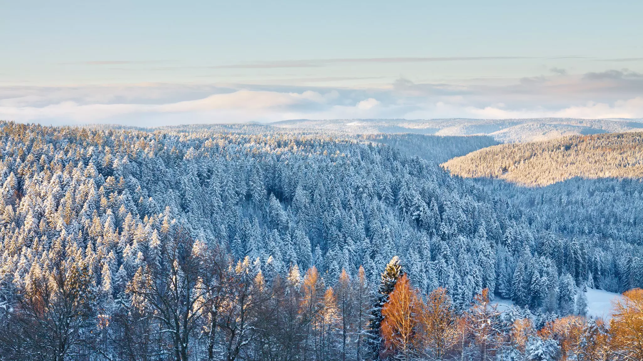 Snow coats a forest of evergreen trees