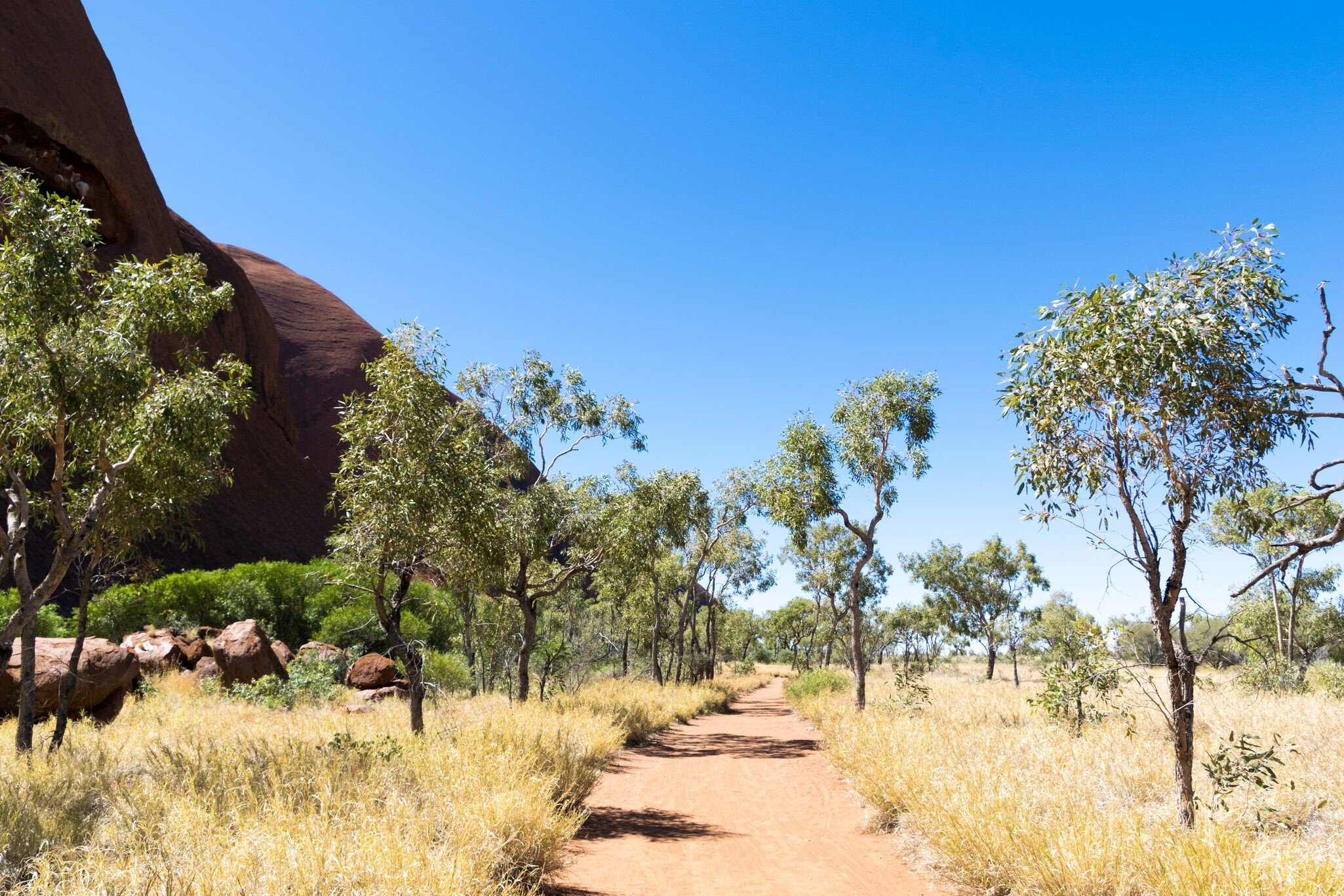 Trees along the Uluru Base Walk, Australia.