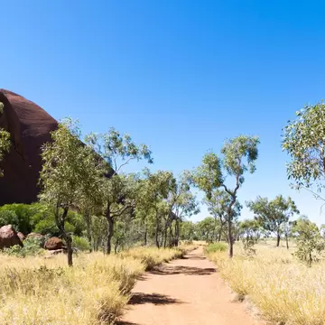 Trees along the Uluru Base Walk, Australia.