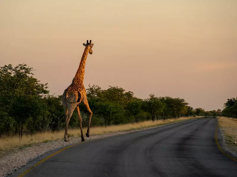 A giraffe in Etosha National Park in Namibia. 