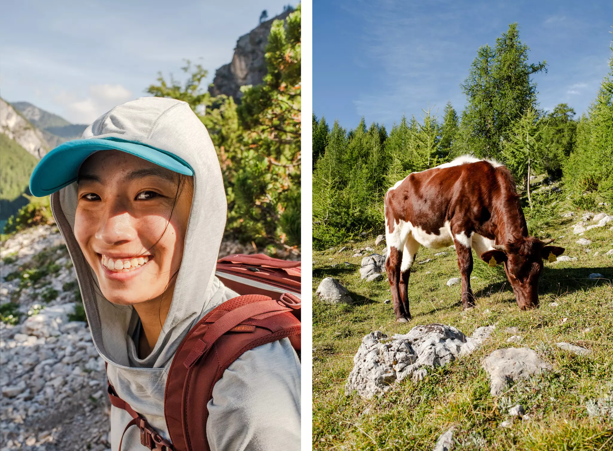 Left: a hiker smiling in the wilderness while wearing a backpack and hat. Right: a brown-and-white cow in a field.